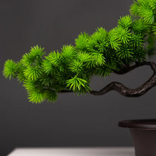 Load image into Gallery viewer, Bonsai Bliss™  - Bonsai Tree
